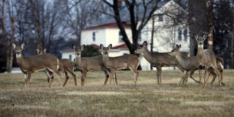 Balancing Compassion and Safety: Managing Deer Overpopulation in Hendersonville and Sumner County, TN