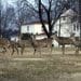 Balancing Compassion and Safety: Managing Deer Overpopulation in  Sumner County, Tennessee