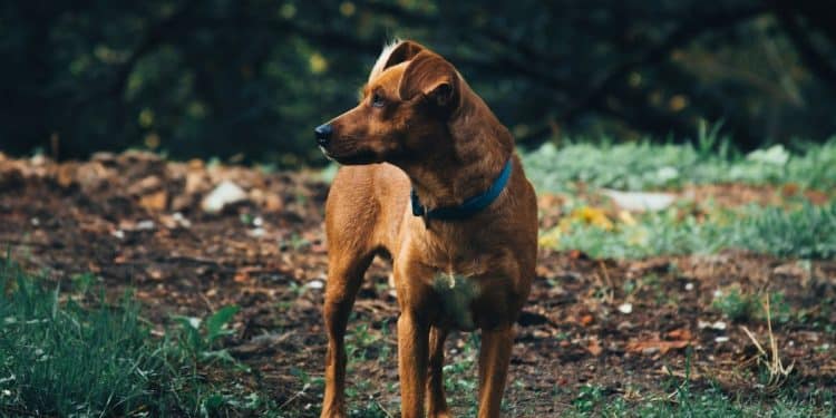 Safeguarding Your Furry Friends