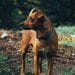 Safeguarding Your Furry Friends