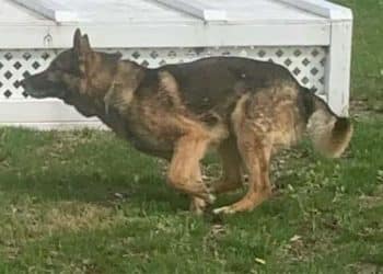 Hendersonville Police Mourn the Loss of Beloved K-9 Officer Yo