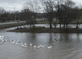 Enjoying the View: American White Pelicans of Mallard Point