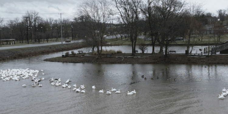 Enjoying the View: American White Pelicans of Mallard Point