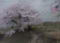 The Beauty of Cherry Blossom Trees in Hendersonville